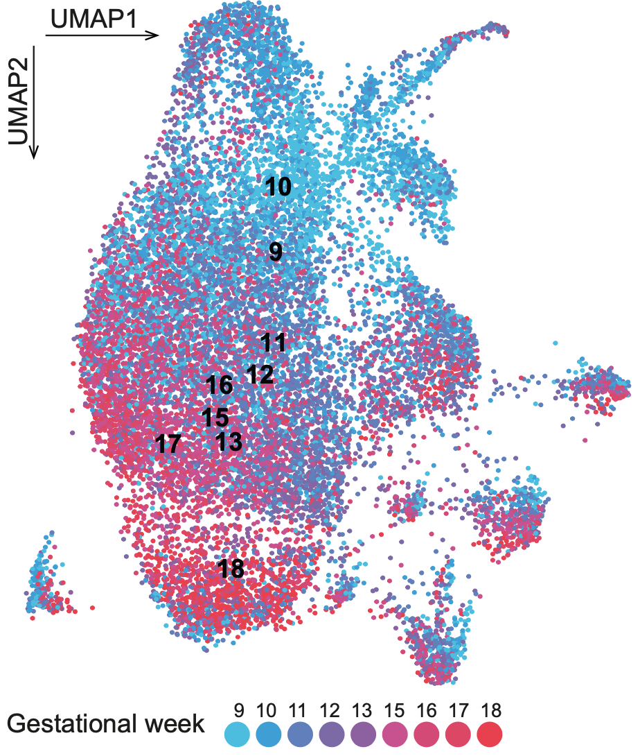 microglia development